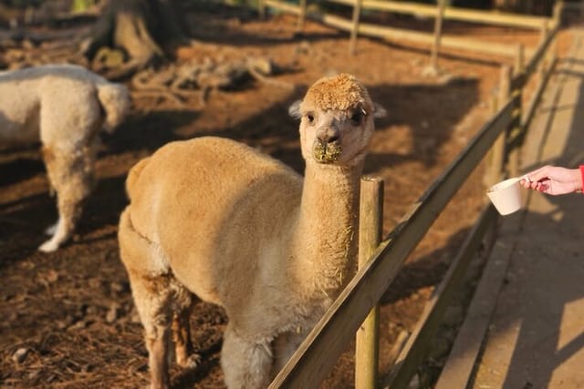 South of Jeju Island Package Tour in Alpaca Land - Photo 1 of 6